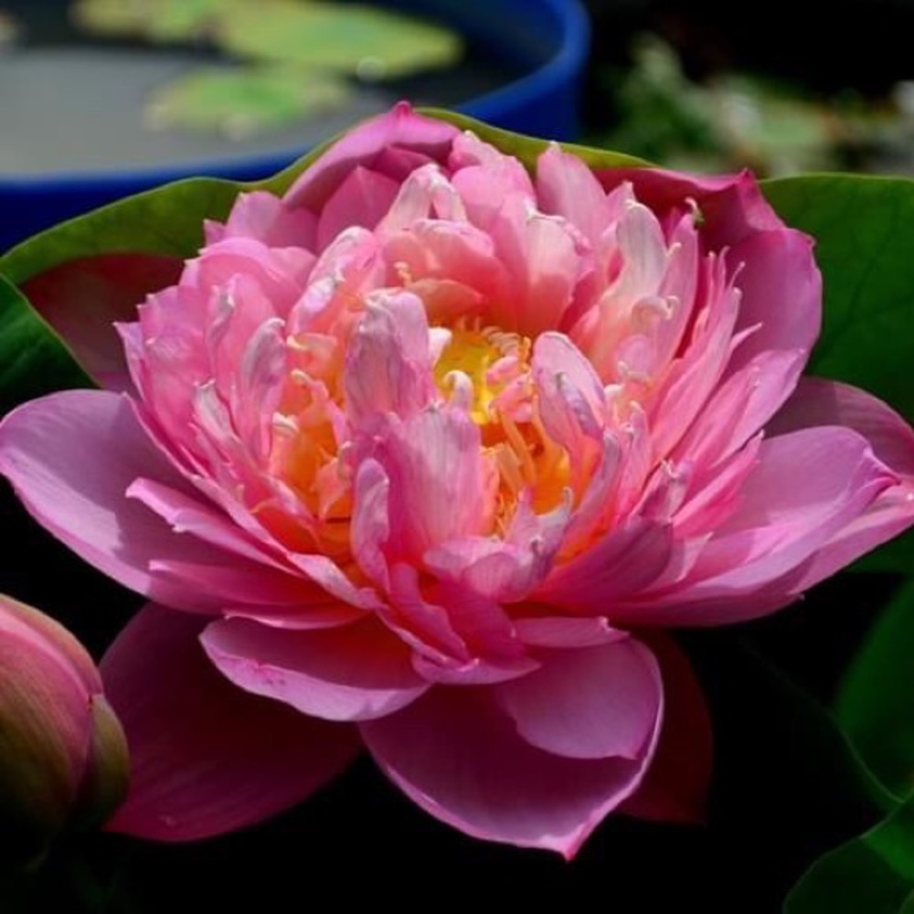 Meet your Posher, Allyson